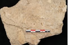 Foto (Detailansicht) von Tilia europaea L. (NHMW-GEO-2024-0188-11331)